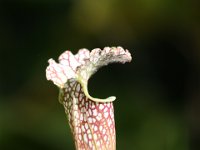 Carnivorous Pitcher Plant